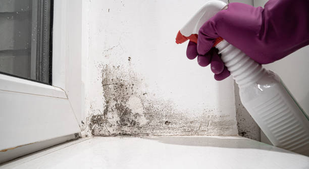 Best 24/7 water damage repair  in Leslie, MI